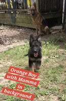 Ollie Orange, a male German Shepherd Dog for sale in Kearney, MO – 1 of 8