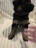 Rosa Red, a female German Shepherd Dog for sale in Kearney, MO – Photo 5 of 7