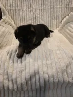 Rosa Red, a female German Shepherd Dog for sale in Kearney, MO – Photo 7 of 7