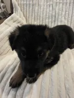 Rosa Red, a female German Shepherd Dog for sale in Kearney, MO – Photo 4 of 7