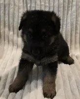 Rosa Red, a female German Shepherd Dog for sale in Kearney, MO – Photo 2 of 7