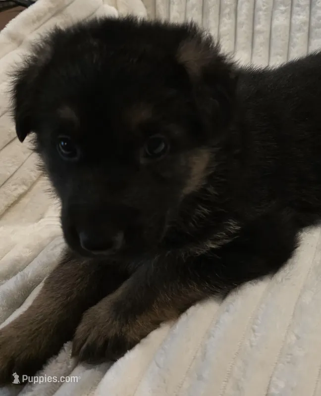 Rosa Red – German Shepherd Dog puppy for sale in Kearney, MO