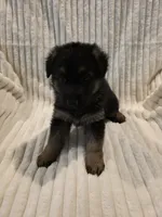 Rosa Red, a female German Shepherd Dog for sale in Kearney, MO – Photo 6 of 7