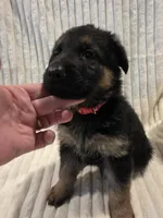 Rosa Red, a female German Shepherd Dog for sale in Kearney, MO – Photo 3 of 7