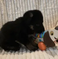 Ollie Orange, a male German Shepherd Dog for sale in Kearney, MO – Photo 3 of 5