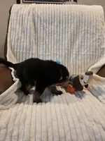 Ollie Orange, a male German Shepherd Dog for sale in Kearney, MO – Photo 5 of 5