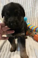 Ollie Orange, a male German Shepherd Dog for sale in Kearney, MO – Photo 4 of 5