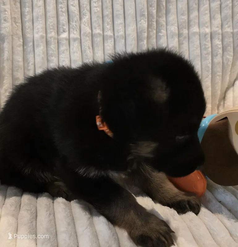 Ollie Orange – German Shepherd Dog puppy for sale in Kearney, MO