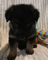 Ollie Orange, a male German Shepherd Dog for sale in Kearney, MO – Photo 2 of 5