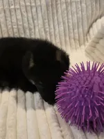 Boa Black, a male German Shepherd Dog for sale in Kearney, MO – Photo 5 of 5