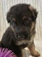 Boa Black, a male German Shepherd Dog for sale in Kearney, MO – Photo 2 of 5