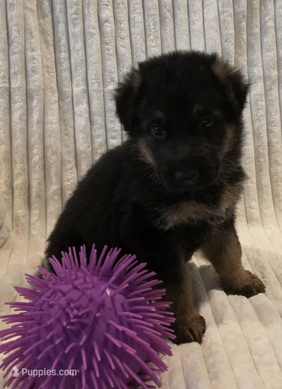 Boa Black – German Shepherd Dog puppy for sale in Kearney, MO