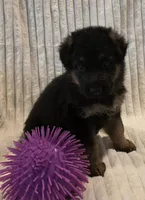 Boa Black, a male German Shepherd Dog for sale in Kearney, MO – Photo 1 of 5