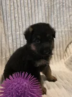 Boa Black, a male German Shepherd Dog for sale in Kearney, MO – Photo 4 of 5