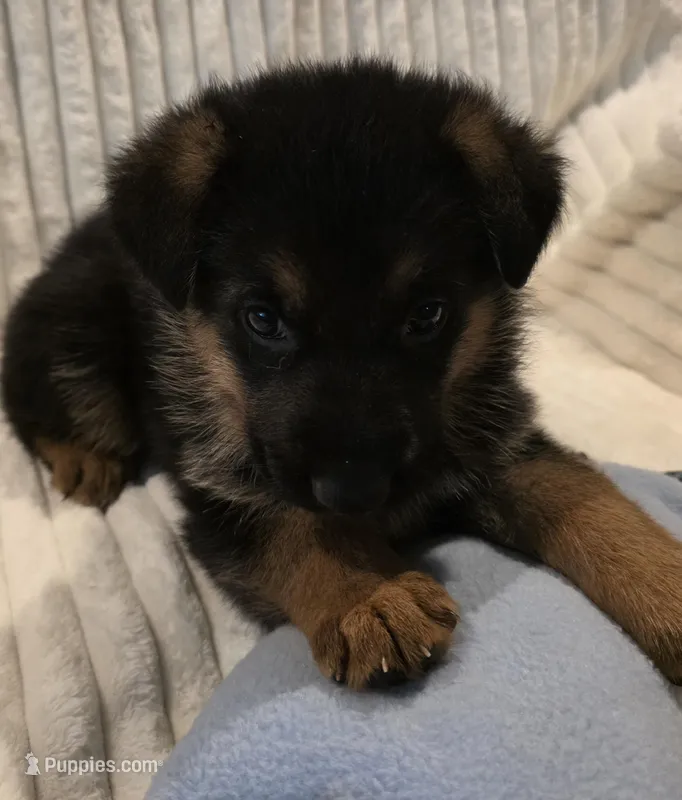Gatsby Green – German Shepherd Dog puppy for sale in Kearney, MO