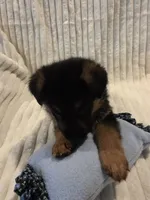 Gatsby Green, a male German Shepherd Dog for sale in Kearney, MO – Photo 4 of 6