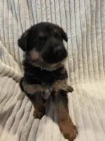 Gatsby Green, a male German Shepherd Dog for sale in Kearney, MO – Photo 6 of 6