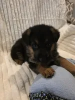 Gatsby Green, a male German Shepherd Dog for sale in Kearney, MO – Photo 5 of 6