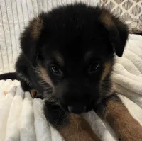 Gatsby Green, a male German Shepherd Dog for sale in Kearney, MO – Photo 3 of 6