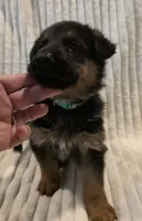 Gatsby Green, a male German Shepherd Dog for sale in Kearney, MO – Photo 2 of 6