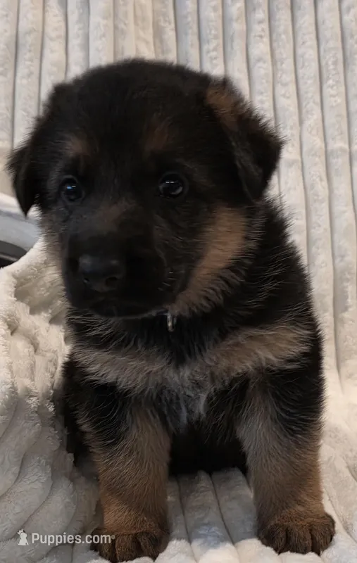 Pippa Purple – German Shepherd Dog puppy for sale in Kearney, MO