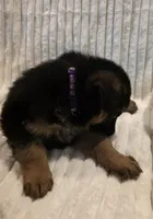 Pippa Purple, a female German Shepherd Dog for sale in Kearney, MO – Photo 4 of 6