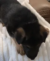 Pippa Purple, a female German Shepherd Dog for sale in Kearney, MO – Photo 6 of 6