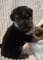 Pippa Purple, a female German Shepherd Dog for sale in Kearney, MO – Photo 5 of 6