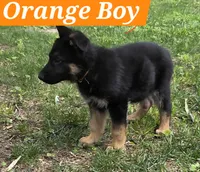 Ollie Orange, a male German Shepherd Dog for sale in Kearney, MO – 2 of 8