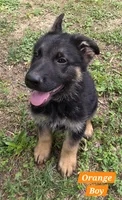 Ollie Orange, a male German Shepherd Dog for sale in Kearney, MO – 3 of 8