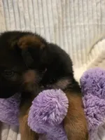 Piper Pink, a female German Shepherd Dog for sale in Kearney, MO – Photo 5 of 5