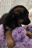 Piper Pink, a female German Shepherd Dog for sale in Kearney, MO – Photo 3 of 5