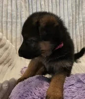 Piper Pink, a female German Shepherd Dog for sale in Kearney, MO – Photo 2 of 5