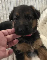 Piper Pink, a female German Shepherd Dog for sale in Kearney, MO – Photo 4 of 5