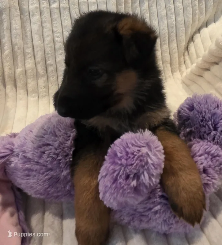 Piper Pink – German Shepherd Dog puppy for sale in Kearney, MO