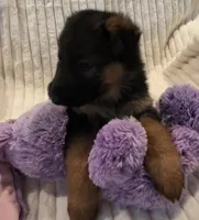 Piper Pink, a female German Shepherd Dog for sale in Kearney, MO – Photo 1 of 5