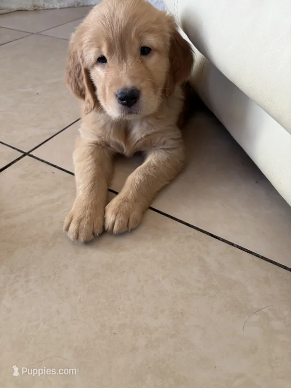 Rocky – Golden Retriever puppy for sale in Fontana, CA