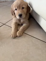 Rocky, a male Golden Retriever for sale in Fontana, CA – 1 of 1