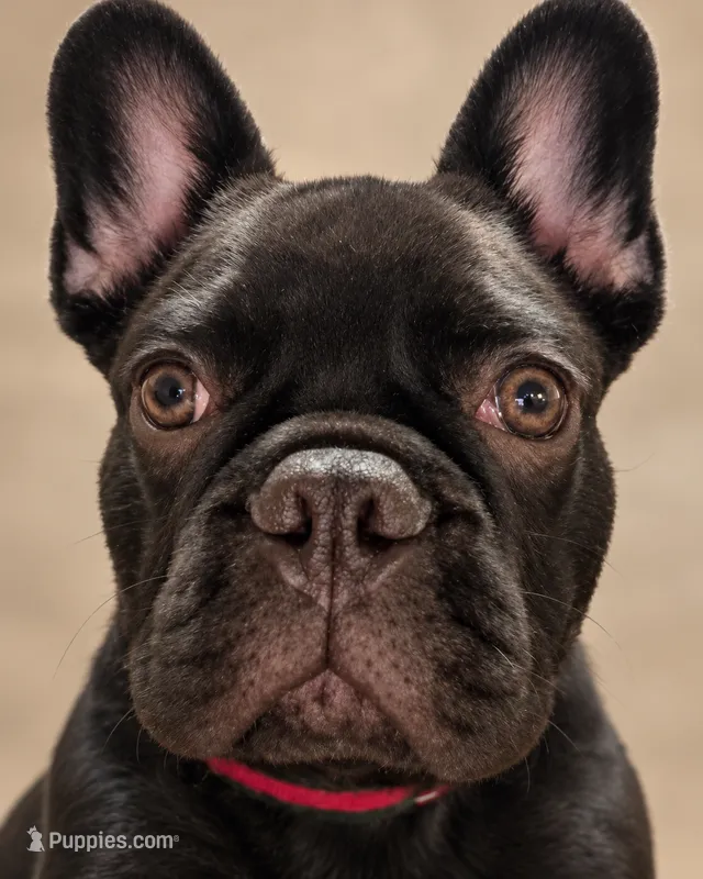 Miko – French Bulldog puppy for sale in Buckeye, AZ