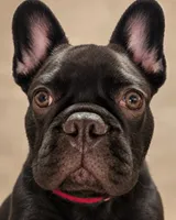 Miko, a male French Bulldog for sale in Buckeye, AZ – 1 of 3