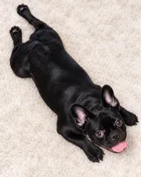 Miko, a male French Bulldog for sale in Buckeye, AZ – 3 of 3