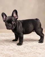 Miko, a male French Bulldog for sale in Buckeye, AZ – 2 of 3