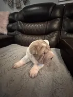 Spencer , a male Chinese Shar-Pei for sale in Gulf Breeze, FL – Photo 3 of 3