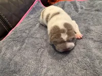 Spencer , a male Chinese Shar-Pei for sale in Gulf Breeze, FL – Photo 2 of 3