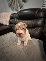 Spencer , a male Chinese Shar-Pei for sale in Gulf Breeze, FL – Photo 1 of 3