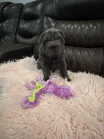 Sugar, a female Chinese Shar-Pei for sale in Gulf Breeze, FL – Photo 2 of 3