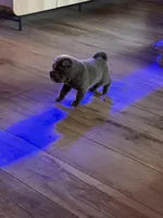 Sugar, a female Chinese Shar-Pei for sale in Gulf Breeze, FL – Photo 1 of 3