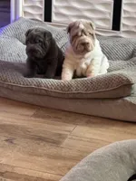 Dolly, a female Chinese Shar-Pei for sale in Gulf Breeze, FL – Photo 2 of 3