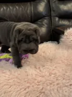 Dolly, a female Chinese Shar-Pei for sale in Gulf Breeze, FL – Photo 3 of 3