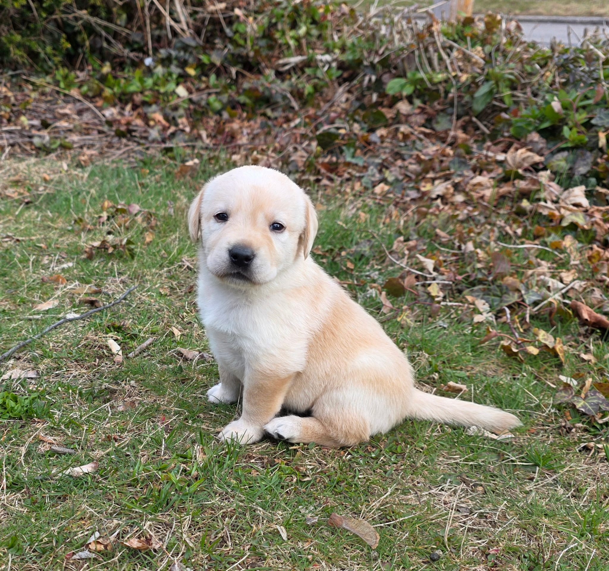 yellow female #2 – Labrador Retriever puppy for sale in New Bedford, MA